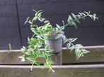 Hoya Bella (fleur de cire), Ophalen, Overige soorten, Halfschaduw, In pot