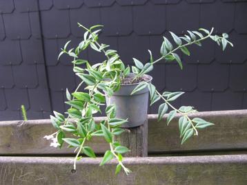 Hoya Bella (fleur de cire) beschikbaar voor biedingen