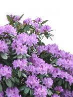 Rhododendrons, Ophalen of Verzenden, Rhododendron, Struik
