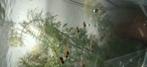 Baby guppy's metalic, Dieren en Toebehoren, Vissen | Aquariumvissen, Vis, Zoetwatervis, Schoolvis