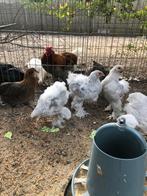 Brahma, Dieren en Toebehoren, Pluimvee, Geslacht onbekend