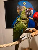Soldaten ara 2025 handtam, Animaux & Accessoires, Oiseaux | Perruches & Perroquets, Femelle, Perroquet, Domestique