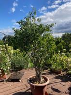 Plantes vertes en pot, Ophalen, Ficus, 100 tot 150 cm, In pot