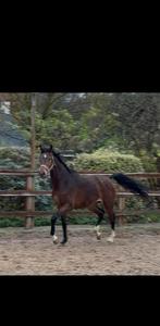 Mega knap dressuurpaard, Dieren en Toebehoren, Paarden, Gechipt, Ruin, Dressuurpaard, 0 tot 2 jaar