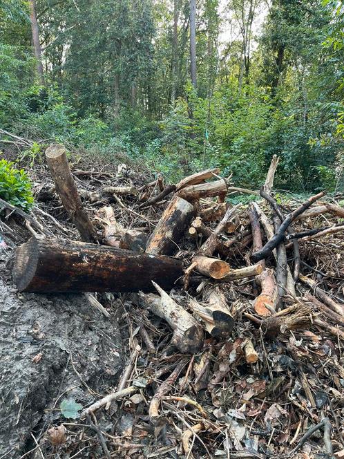 Gratis brandhout, Jardin & Terrasse, Bois de chauffage, Troncs d'arbres, Enlèvement ou Envoi