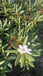 Rhododendron Cunningham White locatie Oisterwijk, Ophalen of Verzenden, Rhododendron