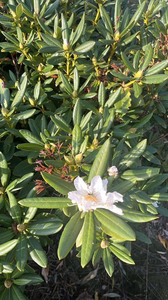 Rhododendron Cunningham White locatie Oisterwijk, Tuin en Terras, Planten | Struiken en Hagen, Rhododendron, Ophalen of Verzenden