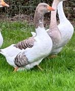 Vlaamse gans, Dieren en Toebehoren, Pluimvee