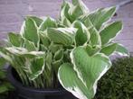 wit groene hosta, Tuin en Terras, Planten | Tuinplanten, Ophalen