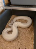 Ball python/regius breeders te koop, Dieren en Toebehoren, Reptielen en Amfibieën