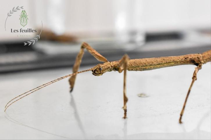 HERMAGORAS CULTRATOLOBATUS eggs (x30) - Phasmes Bâton, Dieren en Toebehoren, Insecten en Spinnen, Wandelende tak