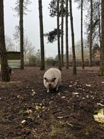 3 gratis hangbuikzwijnen, Dieren en Toebehoren, Schapen, Geiten en Varkens, Meerdere dieren, Varken