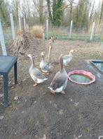 Koppel toulouse ganzen, Dieren en Toebehoren, Pluimvee