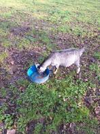 Koppel  blauw  schimmel  dwerggeitjes, Dieren en Toebehoren, Schapen, Geiten en Varkens