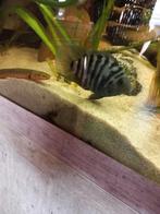 Polar blue parrot, Dieren en Toebehoren, Vissen | Aquariumvissen, Vis, Zoetwatervis