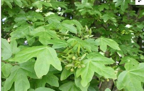 Spaanse aak/Veldesdoorn – Acer campestre, Jardin & Terrasse, Plantes | Arbustes & Haies, Haie, Enlèvement