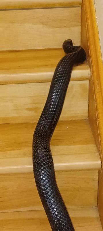 1.1 Drymarchon Couperi (Serpent Indigo) disponible aux enchères