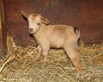 GEZOCHT DWERGEIT LAMMETJES, Dieren en Toebehoren, Schapen, Geiten en Varkens, Vrouwelijk, Geit, 0 tot 2 jaar