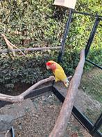 DwerfPapegaai lovebird agaporis roseicolis, Geringd