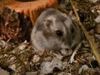 Russische dwerghamster Pixle, Dieren en Toebehoren, Knaagdieren, Hamster, Februari, Vrouwelijk, Tam