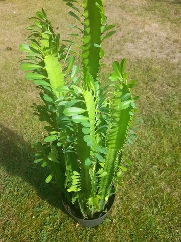 euphorbia kamerplant beschikbaar voor biedingen