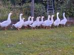 Jonge ganzen te koop, Meerdere dieren, Gans of Zwaan