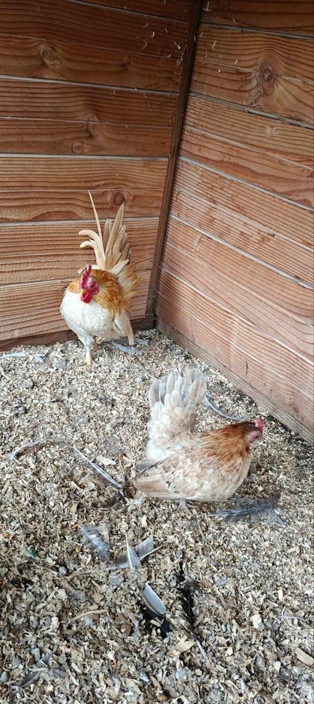 Broedeieren Serama Maleis, Dieren en Toebehoren, Pluimvee