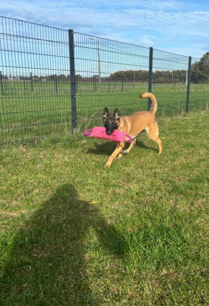 Mechels herder teefje met NVBK stamboom !!!., Dieren en Toebehoren, Honden | Herdershonden en Veedrijvers, Teef, Herder, Fokker | Hobbymatig