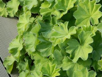 Alchemilla mollis = leuke bodembedekker beschikbaar voor biedingen