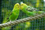 TE KOOP grasparkiet., Dieren en Toebehoren, Vogels | Parkieten en Papegaaien
