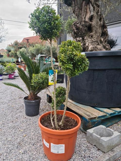 ilex Green Crenata Bonsai, Tuin en Terras, Planten | Bomen, Halfschaduw, Ophalen