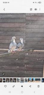 Prachtig koppel sierduifjes, Dieren en Toebehoren, Vogels | Duiven, Meerdere dieren, Tuimelaar of Roller