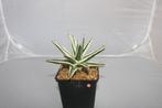 Agave vic reg white rhino, Vetplant, Ophalen of Verzenden, In pot, Minder dan 100 cm