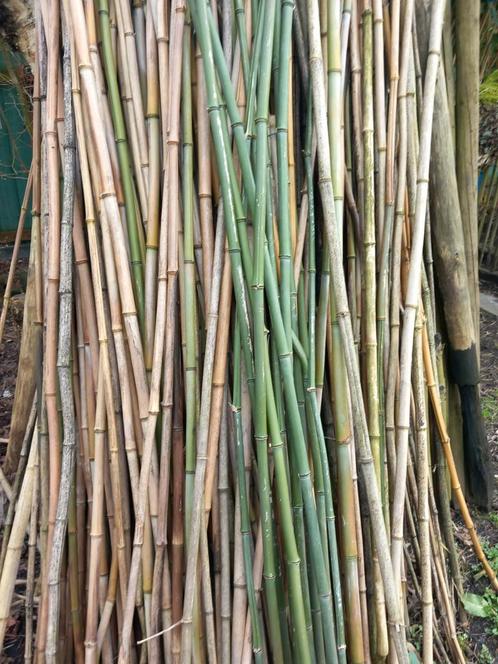 Bamboe stokken tot 5m, Jardin & Terrasse, Poteaux, Poutres & Planches, Neuf, Enlèvement ou Envoi