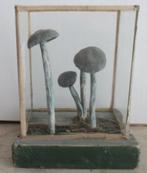 antieke botanische modellen paddestoelen in glazen box  51, Verzenden