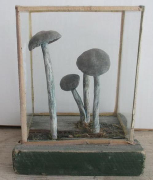 modèles botaniques anciens champignons dans une boîte en ver, Antiquités & Art, Curiosités & Brocante, Envoi