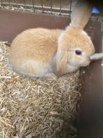 Nederlandse hangoor dwergkonijnen, Dieren en Toebehoren, Konijnen, Meerdere dieren, Dwerg, Hangoor, 0 tot 2 jaar