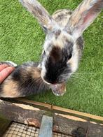 Knaagdieren, Dieren en Toebehoren, Konijnen, Mannelijk, Klein, 0 tot 2 jaar