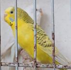 Grasparkietjes 2025, Dieren en Toebehoren, Vogels | Parkieten en Papegaaien