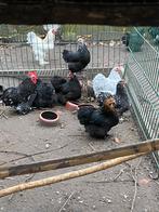 Cochin krielen, Dieren en Toebehoren, Pluimvee