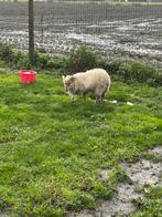 Klein bok, Dieren en Toebehoren