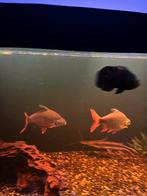 Aquarium vissen tinfoil barb koppel, Dieren en Toebehoren, Vissen | Aquariumvissen