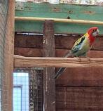 Rosella Man 2025, Mâle, Perruche, Bagué