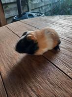 Mooie cavia vrouwtjes, Animaux & Accessoires, Rongeurs, Décembre, Cobaye