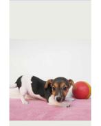 Jack russel pupje, Particulier, CDV (hondenziekte), 8 tot 15 weken, België