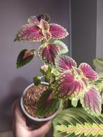 Coleus à 2 branches ️, Huis en Inrichting, Kamerplanten, Ophalen of Verzenden