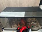 Terrarium met ball python, Dieren en Toebehoren, Ophalen, Gebruikt, Terrarium of Paludarium