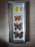 Vlinder in kader  - Taxidermie, Ophalen of Verzenden