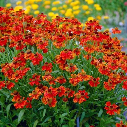 Helenium ' Moerheim beauty', Tuin en Terras, Planten | Tuinplanten, Vaste plant, Volle zon, Ophalen