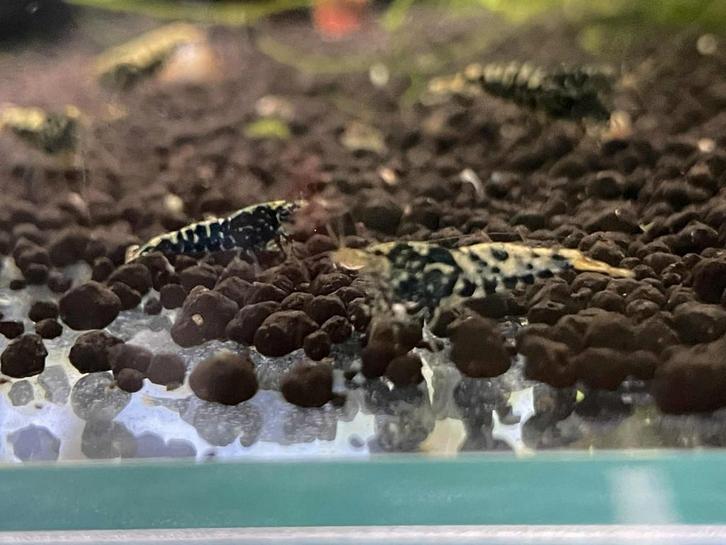 Crevette Boa, Dieren en Toebehoren, Vissen | Aquaria en Toebehoren, Ophalen